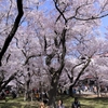 高遠の桜 －２６