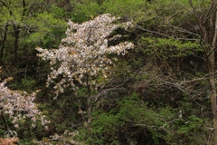 奥多摩湖の桜　５