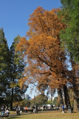 紅葉の新宿御苑　２