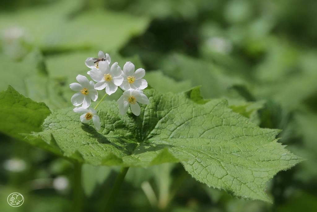 この花は サンカヨウですと さりげなく 告げる人あり 名を思い出す