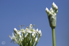 秋華　１