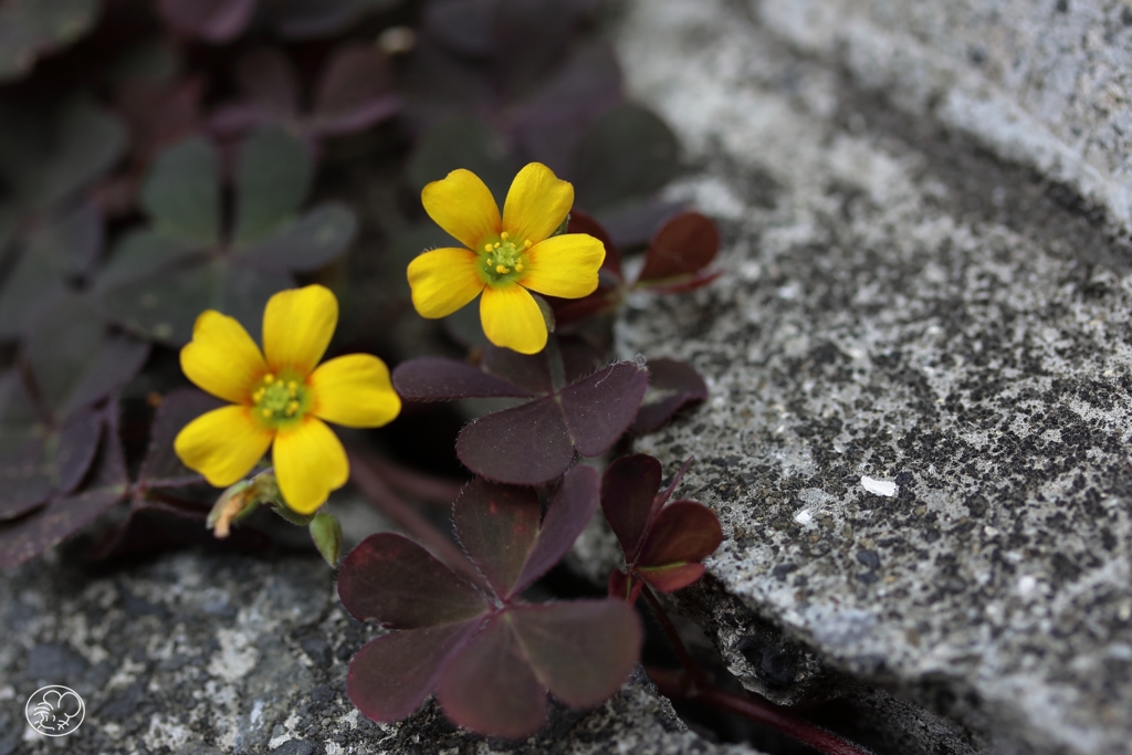 置き去りの花