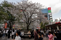 ハチ公広場に桜咲く