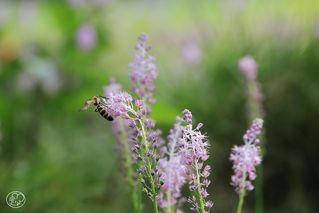 ツルボに蜂