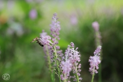 ツルボに蜂