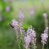 ツルボに蜂