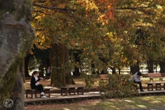 秋の公園