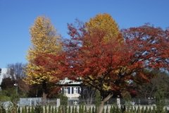 一番町の紅葉