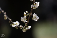 春は薫る風と共に