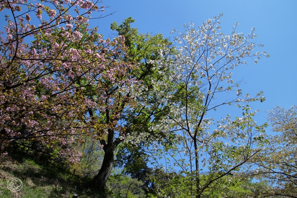 多摩森林科学園の桜　１