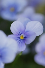 家の花　８