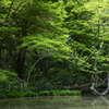 緑ありき