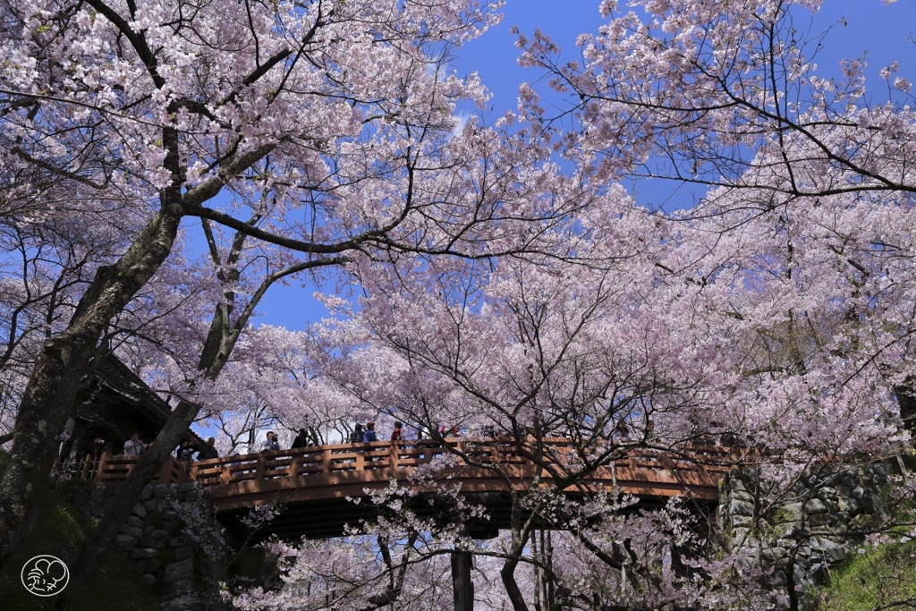 高遠の桜 －２３