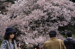 桜見る人々－１