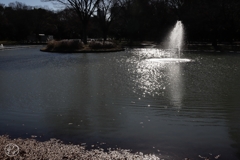 冬の公園