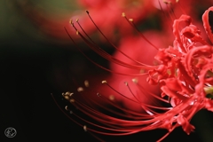 秋華　１０