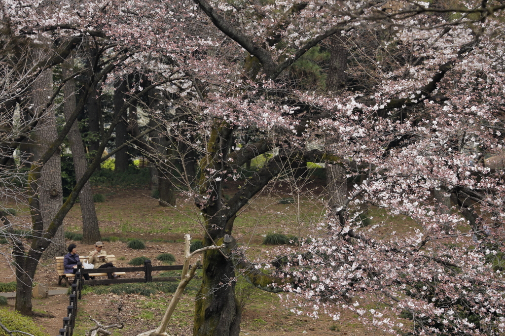桜見る人々－７