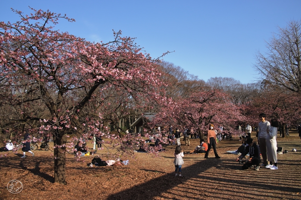 河津桜　４