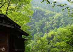 白骨温泉の新緑