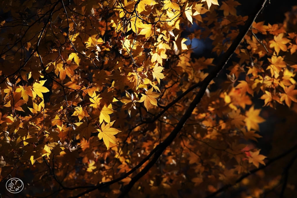 御苑の紅葉 －１１