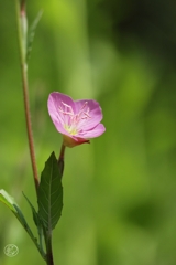 足元の花　４