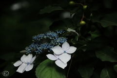 梅雨空の下