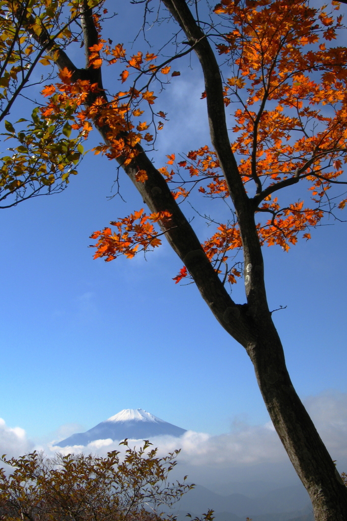 雲上の富士