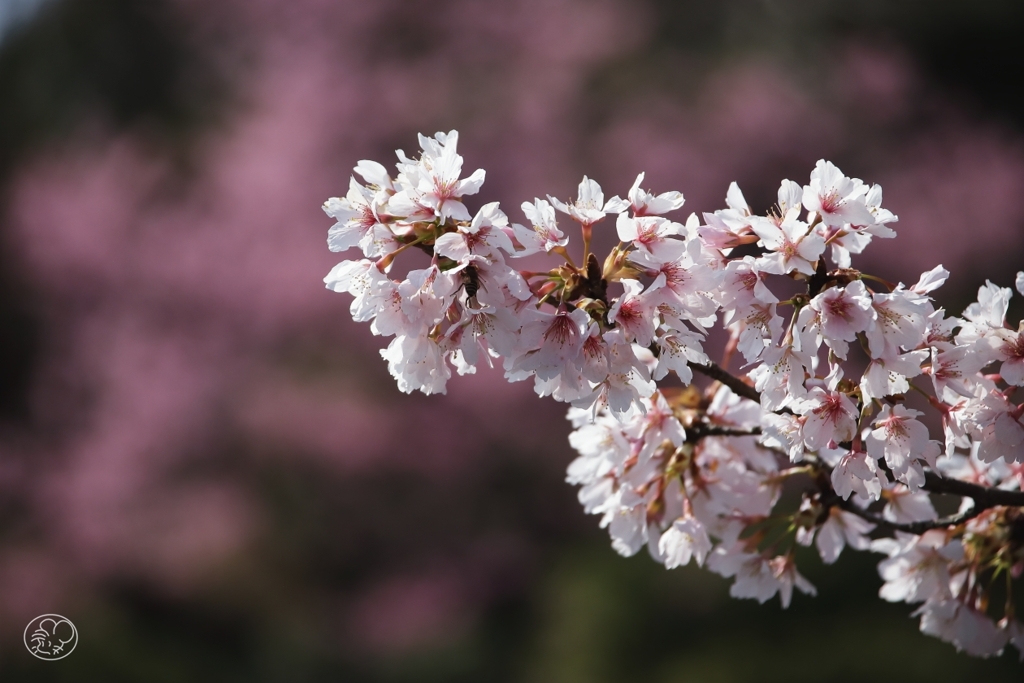 玉縄桜