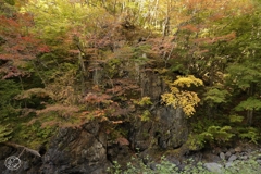安曇の紅葉　１