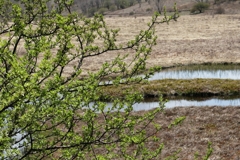 湿原の緑は微風とともに
