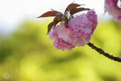 花は咲けども