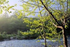 朝もやの 晴れゆく川の 両岸に 若葉あふれて 流れるほどに 