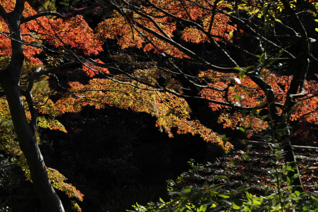 秋燃えの庭園