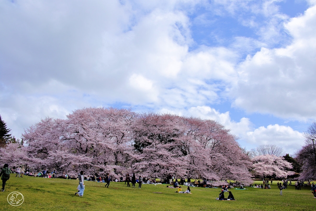 砧公園　３