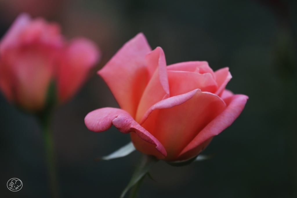 ヘレン・トローベル