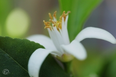 家の花　９