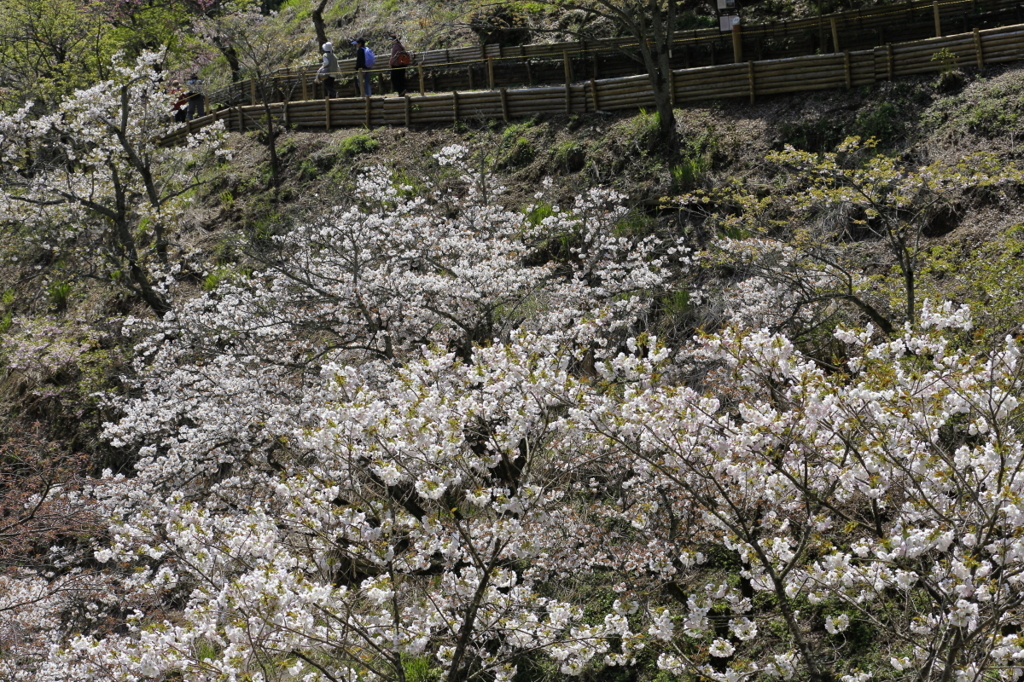 桜巡り