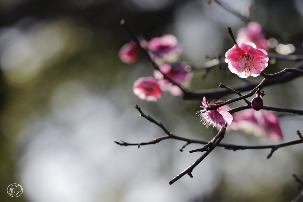 春を告げる　３