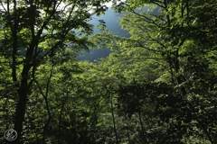 白骨温泉の森