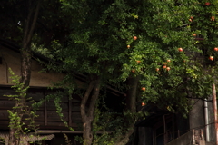 無住の家の秋