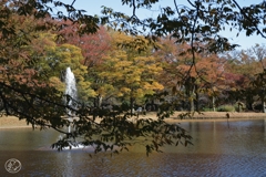 公園の秋　３