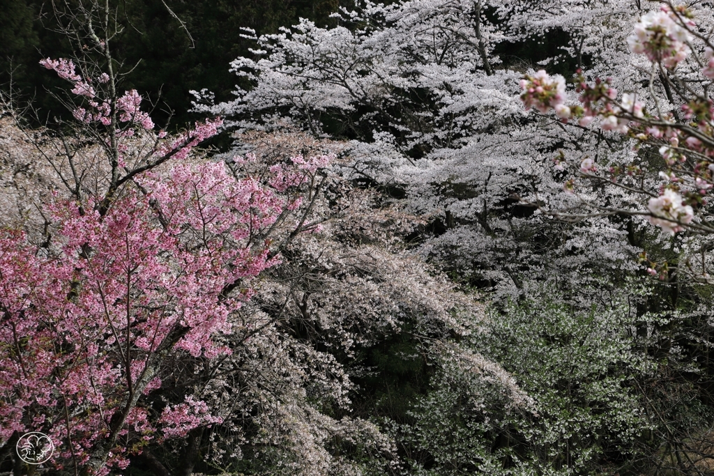 とりどりの桜ばな