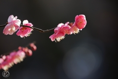 春の色