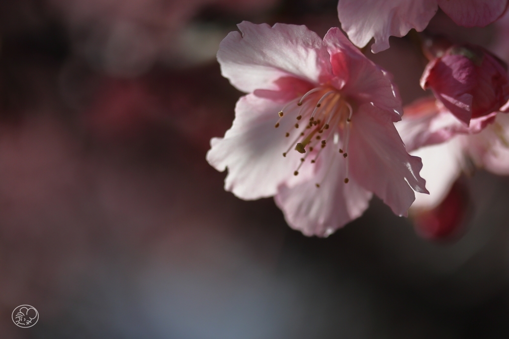 河津桜　１