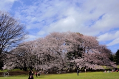 砧公園の桜