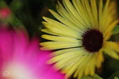 家の花　３
