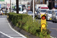 雑草に天国も地獄もなし