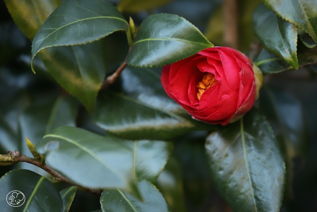 花開く時を待つ