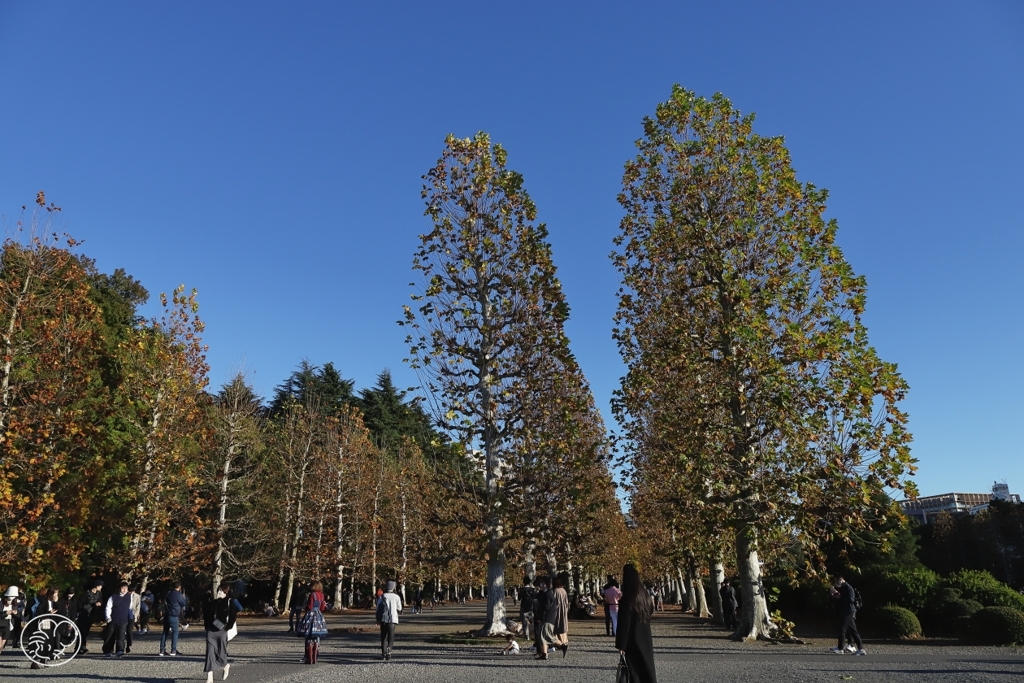 青空高く連なる並木