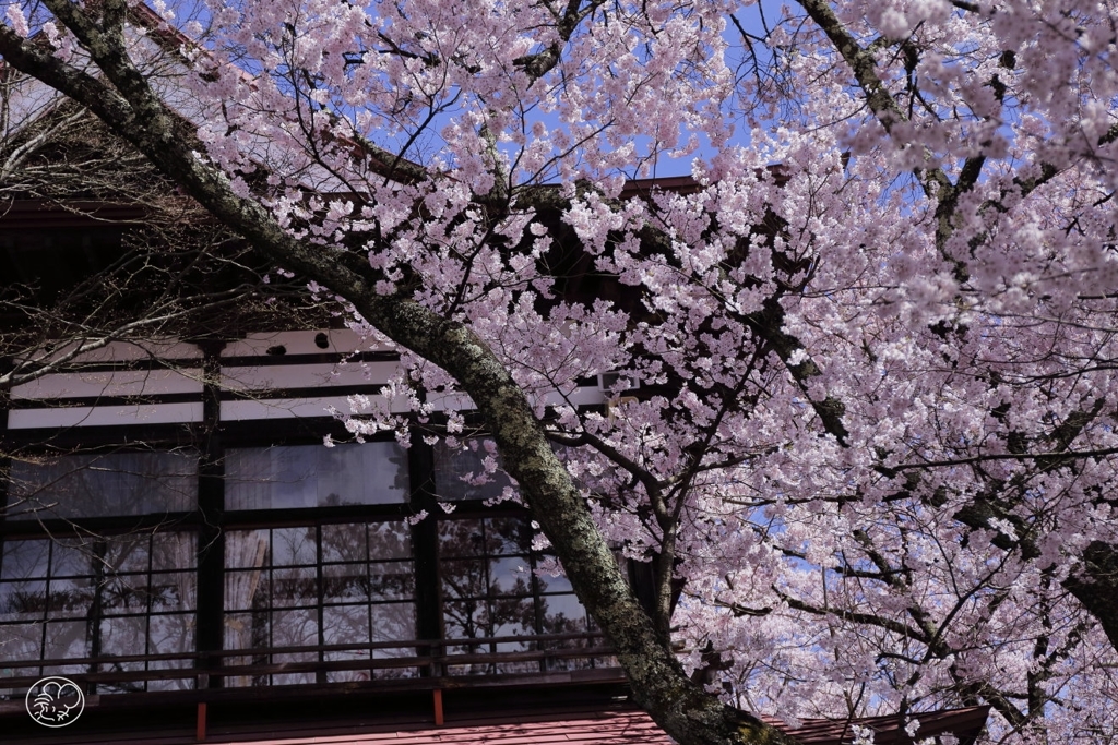 高遠の桜 －２２